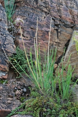 Allium senescens glaucum