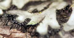 Phaeophyscia hirtella