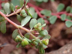 Euphorbia chamaesyce