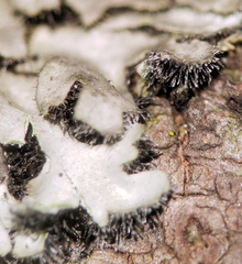 Phaeophyscia hirtella
