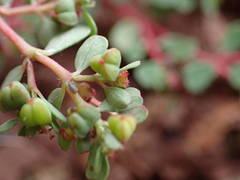 Euphorbia chamaesyce