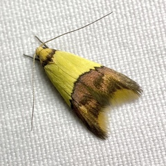 Hemibela oxyptera