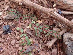 Euphorbia chamaesyce