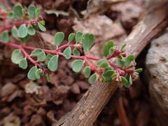 Euphorbia chamaesyce