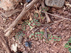 Euphorbia chamaesyce