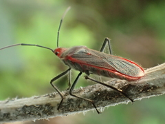 Thunbergia marginata
