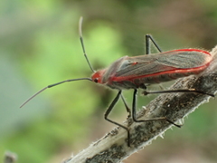 Thunbergia marginata