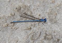 Arabicnemis caerulea