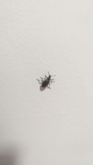 Lagria villosa