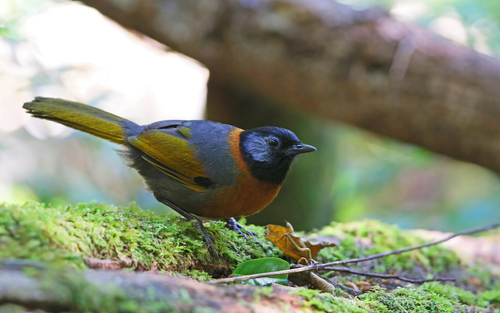 Collared Laughingthrush (Trochalopteron yersini), photo 6