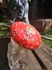 Amanita muscaria