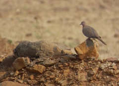 Streptopelia senegalensis