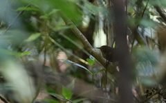 Pnoepyga pusilla