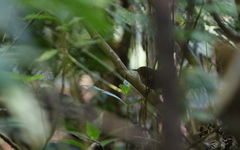 Pnoepyga pusilla