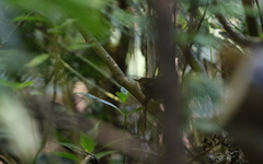 Pnoepyga pusilla