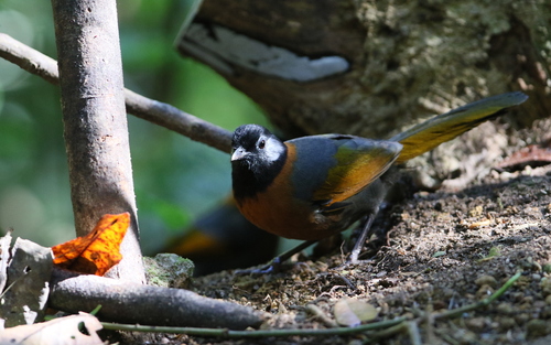 Collared Laughingthrush (Trochalopteron yersini), photo 6