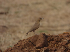 Ammomanes phoenicura