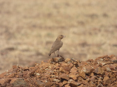 Ammomanes phoenicura