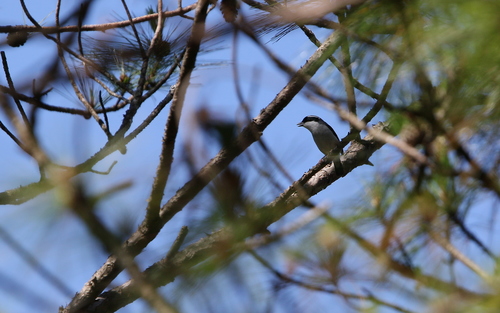 Rostflügel-Würgervireo (Pteruthius aeralatus)