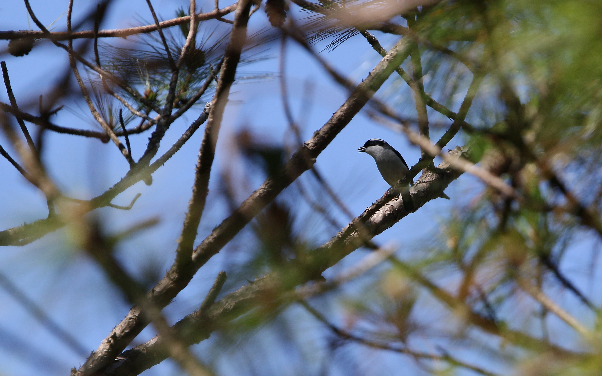 White-browed Shrike-Babbler illustration