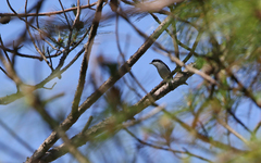 Pteruthius aeralatus annamensis