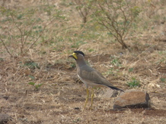 Vanellus malabaricus