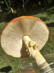 Amanita muscaria