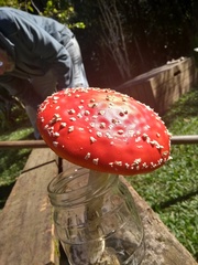 Amanita muscaria