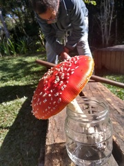Amanita muscaria