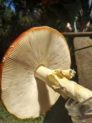 Amanita muscaria