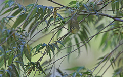 Phylloscopus ogilviegranti
