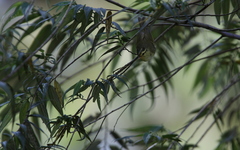 Phylloscopus ogilviegranti