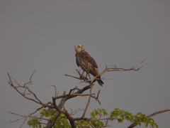 Circaetus gallicus