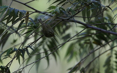 Phylloscopus ogilviegranti