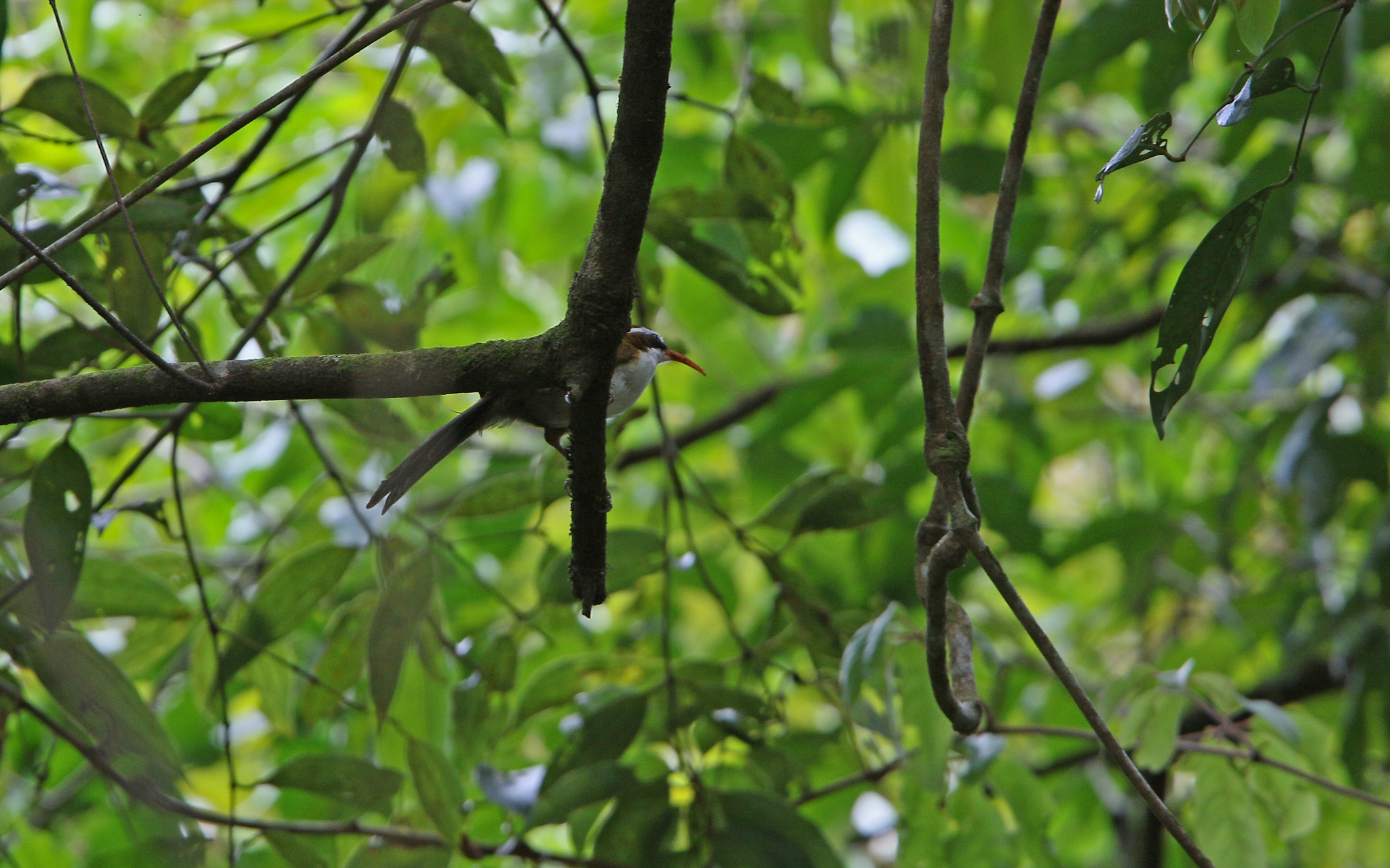 Red-billed Scimitar Babbler (Pomatorhinus ochraceiceps), photo 5