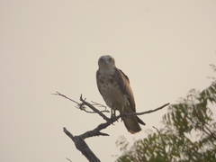 Circaetus gallicus
