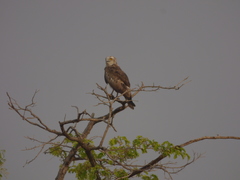 Circaetus gallicus