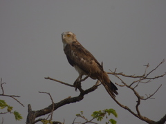 Circaetus gallicus