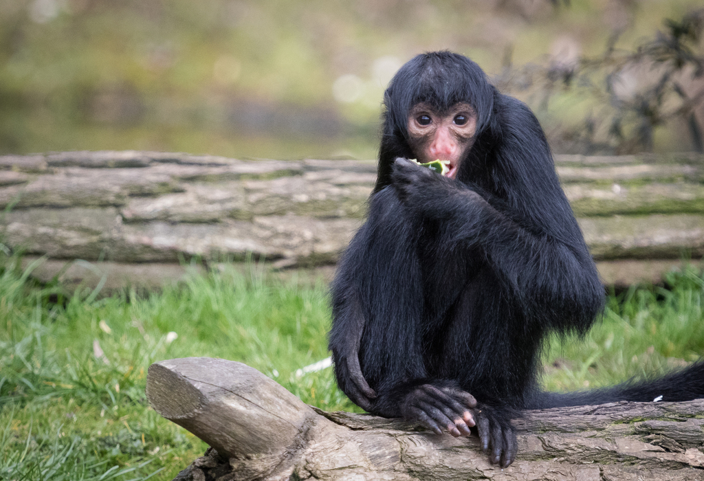 Macaco Aranha Preto - Ateles paniscus - Redfaced Spider Monkey