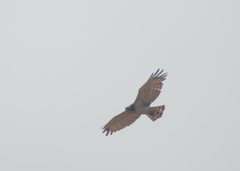 Circaetus gallicus