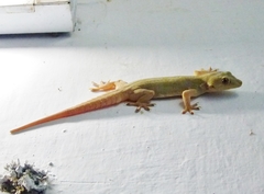Hemidactylus flaviviridis