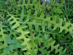 Selenicereus anthonyanus