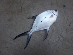 Trachinotus baillonii