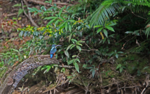 Blyth's Kingfisher (Alcedo hercules), photo 4
