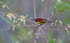 Aethopyga gouldiae