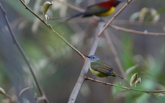 Aethopyga gouldiae