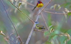 Aethopyga gouldiae