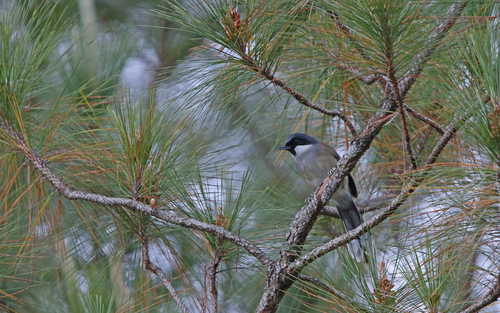 White-cheeked Laughingthrush (Pterorhinus vassali), photo 5