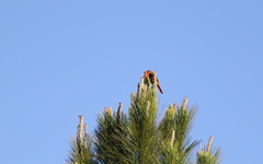 Pericrocotus ethologus