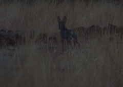 Canis lupus pallipes